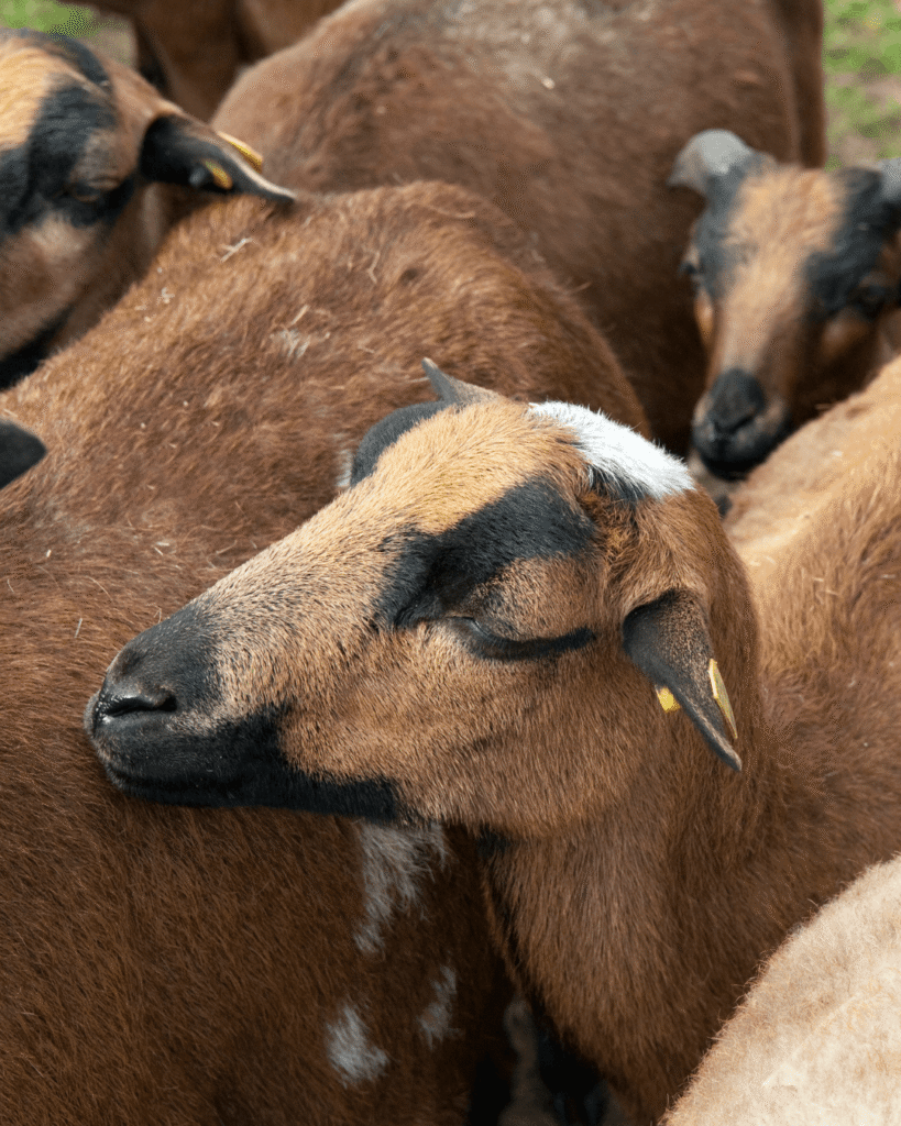 cameroon sheep